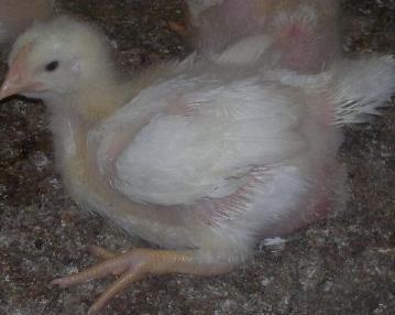 ما مشکل کمبود اکسیژن و آلودگی هوا و تهویه در سالن های مرغداری و دامداری را بطور کامل پایان دادیم.