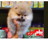 فروش سگ پامرانین خرسی در تهران