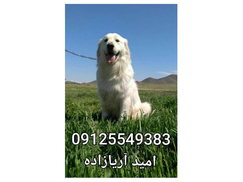 فروش سگ ژرمن و پانسیون حیوانات خانگی در تهران