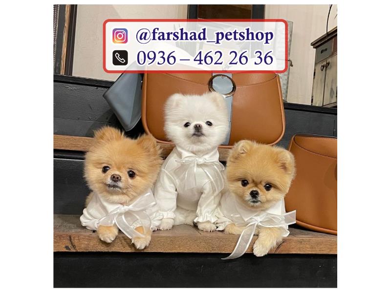 مرکز فروش سگ های آپارتمانی در تهران
